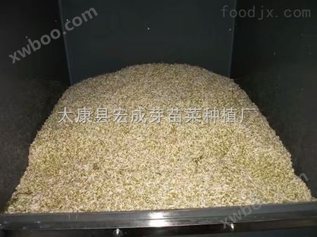 安徽日产1500斤全自动豆芽机