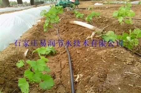 大田滴灌对农作物的影响_PE滴灌管灌溉方式