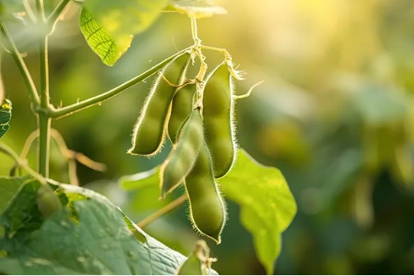2024年大豆玉米带状复合种植病虫害防控技术方案