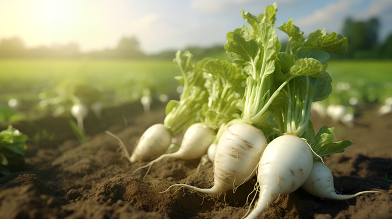 南方春季蔬菜生产管理技术指导意见