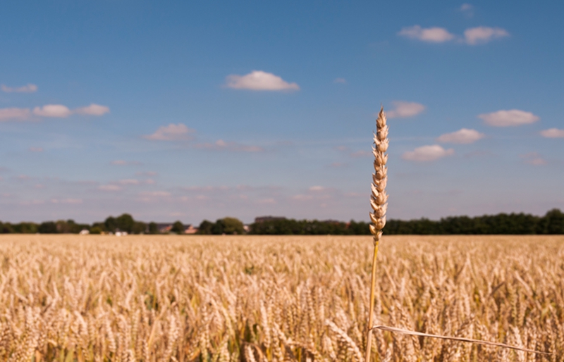 农业农村部推介发布2024年农业主导品种主推技术